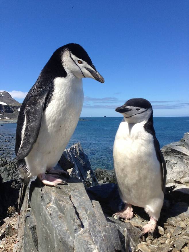 턱끈펭귄은 턱에 검정 선이 선명하게 나 있다. 이원영 제공