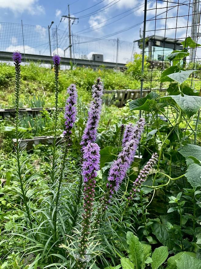 꿀벌을 위해 심은 밀원식물 리아트리스가 화사하게 꽃을 피웠다.