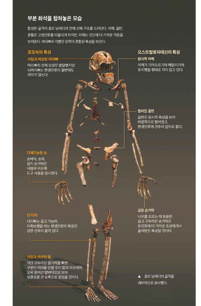연구팀이 합성한 호모 날레디의 전체 신체 구조. 알레 제공