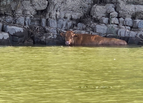 집중호우에 산청에서 진주까지 떠내려간 소의 구조 직전 모습. [사진 출처 = 연합뉴스]