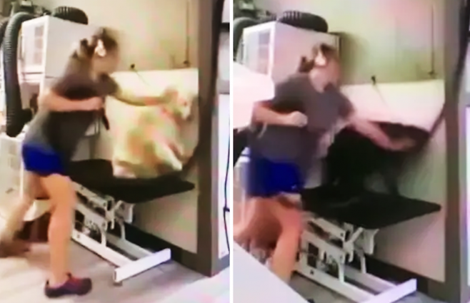 미국 노스캐롤라이나주 무어스빌에서 한 반려동물 미용사가 반려견들을 가격하고 벽에 내던지는 모습이 담긴 영상이 공개돼 경찰에 체포되는 사건이 발생했다. 사진=The Kris Kelly Foundation