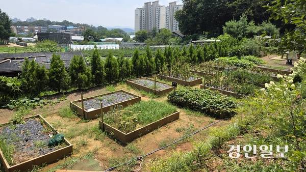 ‘반디세상’에서 아이들이 직접 물을 주며 농작물이 자라는 것을 볼 수 있는 텃밭. 2025.5.25 /김희연기자 khy@kyeongin.com