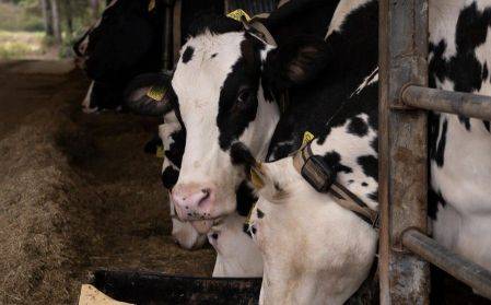 일본 도치기현 나스 지방은 홋카이도에 이어 2위의 낙농업 단지로 유명하다. 미치쿠사 가이드 홈페이지