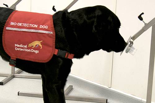 파킨슨병 환자 샘플로 훈련을 받은 블랙 래브라도 리트리버 '피넛'. 사진=브리스톨 대학교/메디컬 디텍션 독스