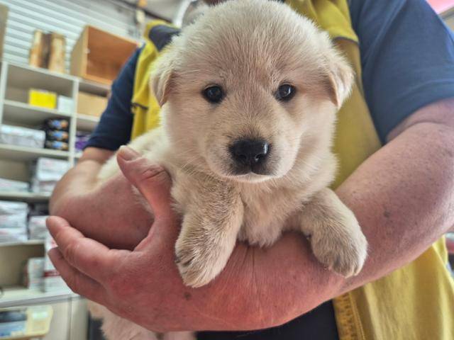 지하철역 인근에서 할머니가 그냥 데려가라던 강아지 '은비'. 팅커벨프로젝트 제공