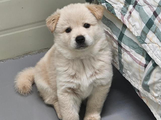 은비는 기생충 질환에 감염돼 있었지만 치료를 잘 받고 건강하게 자라고 있다. 팅커벨프로젝트 제공