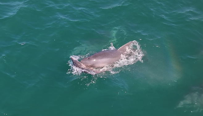 죽은 새끼를 밀며 유영 중인 어미 남방큰돌고래. (다큐제주 제공)