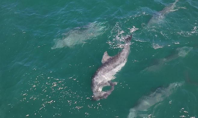 무리와 함께 유영하는 낚싯줄에 걸린 돌고래. (다큐제주 제공)