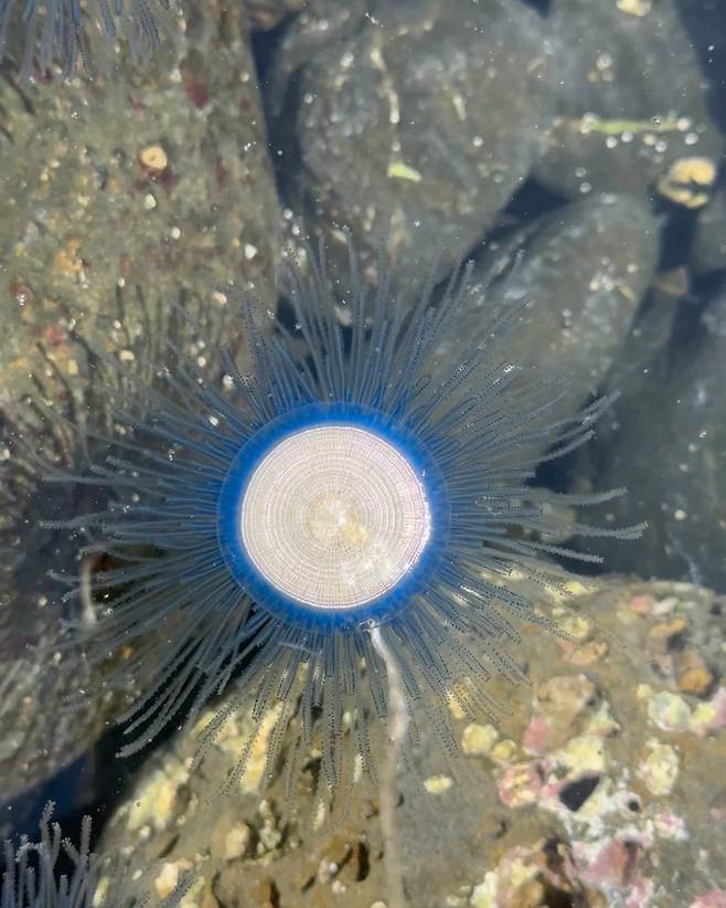 바닷물 아래, 바위 위로 둥글고 납작한 푸른 해파리가 유영하고 있다. 중심은 동전처럼 단단하고, 촉수는 바늘처럼 퍼져 있다. (@jeju_jinxxy(제주지니) 제공)