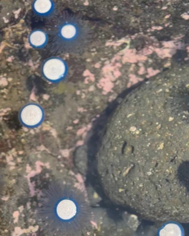 수면 아래에서 포착된 푸른우산관해파리들. 주변 바위 색조와 겹쳐지며 형체가 더 선명하게 부각된다. (@jeju_jinxxy(제주지니) 제공)