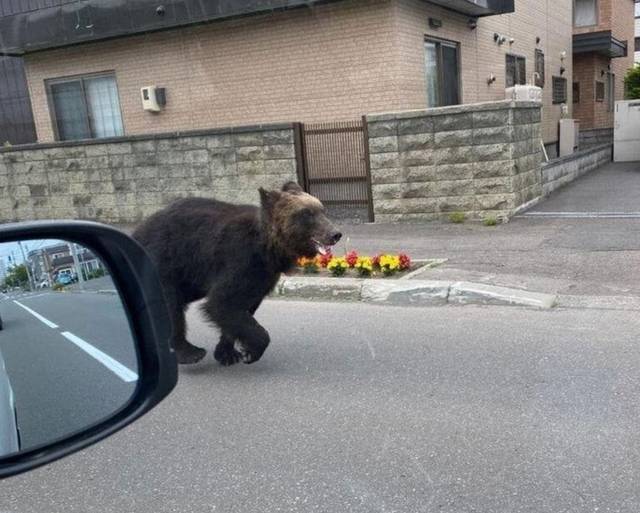 ▲ 일본 민가에 내려온 야생곰. 일본 온라인 커뮤니티 캡처
