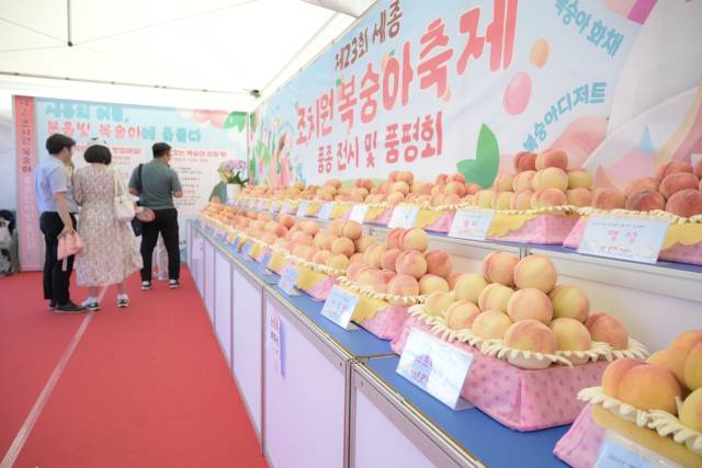 ▲ⓒ117년의 전통을 자랑하는 세종시의 대표 여름 문화축제 '제23회 세종 조치원복숭아 축제'가 대성공을 거두며 역대 최다 관람객 기록을 세웠다. 세종시 제공