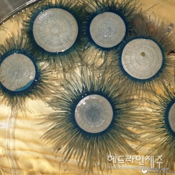 제주 해안에 자주 출몰하는 '푸른우산관해파리'. (사진=국립수산과학원)