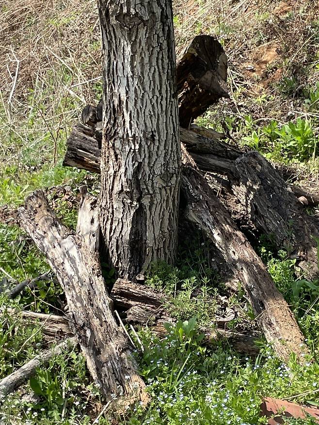 IMG_0837.jpeg 장수풍뎅이 주워서 풀어 줌