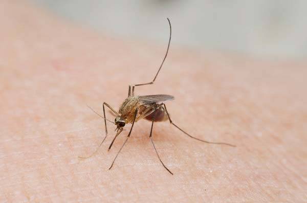 무더위가 예년보다 일찍 시작되고 장마가 짧게 끝나면서, 모기 개체수가 눈에 띄게 줄어든 것으로 나타났다./사진=게티이미지뱅크