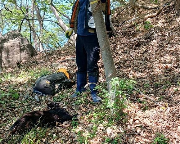 부산 강서구의 한 야산에서 사육되고 있는 흑염소의 모습. [사진=부산 강서경찰서]
