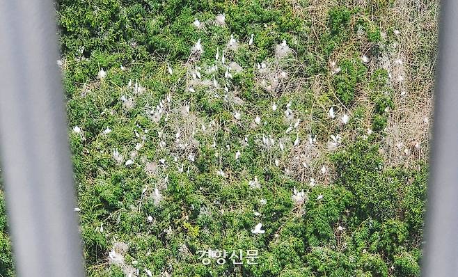 전남 나주시 한 아파트 옥상에서 내려다본 단지 뒤편 대나무숲. 하얀 백로들이 빼곡한 가지 위에 둥지를 틀고 앉아 있다. 고귀한 기자
