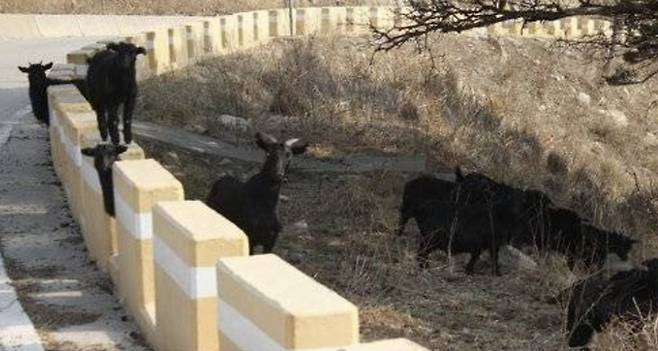 방목 흑염소 모습. 본 기사와 관련 없음 [사진 = 연합뉴스]