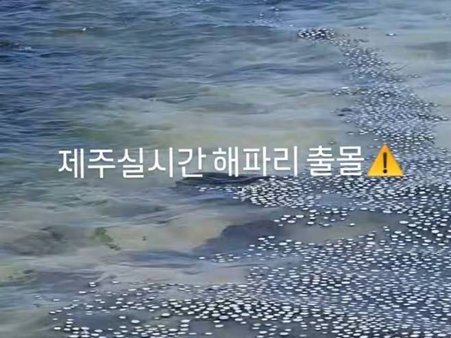 제주도 해수욕장에 해파리 떼가 출현해 눈길을 끌고 있다. 푸른색 곰팡이처럼 보이는 이 해파리의 정체는 ‘푸른우산관해파리’인 것으로 드러났다. 인스타그램 캡처