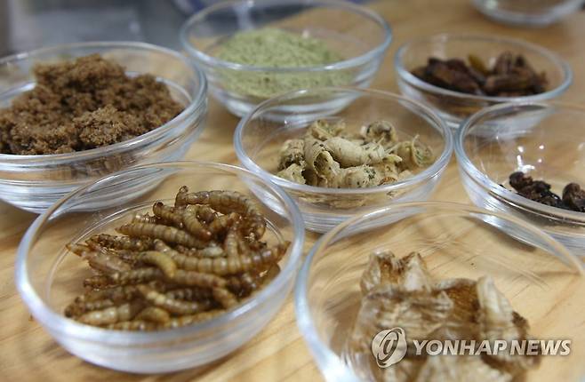 '미래 먹거리로 부상한 곤충' 2016년 3월 28일 오후 서울 중구의 곤충 식당에서 요리사가 곤충요리의 재료인 누에, 메뚜기, 귀뚜라미 등을 선보이고 있다. [연합뉴스 자료사진]
