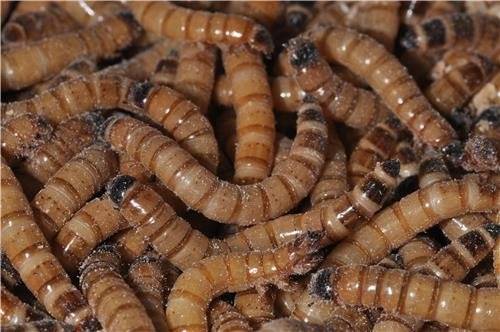 '아메리카왕거저리 유충' 식용곤충 인정…"단백질 풍부" 아메리카왕거저리 유충[식품의약품안전처.농촌진흥청 제공. 재판매 및 DB 금지]