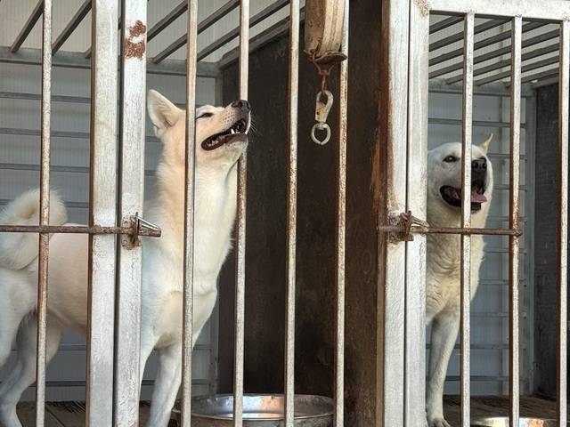 ▲ 29일 오후 4시 청주시반려동물보호센터 야외 철창에 있는 유기견이 꺼내달라는 듯이 고개를 내밀고 있다./이용주기자