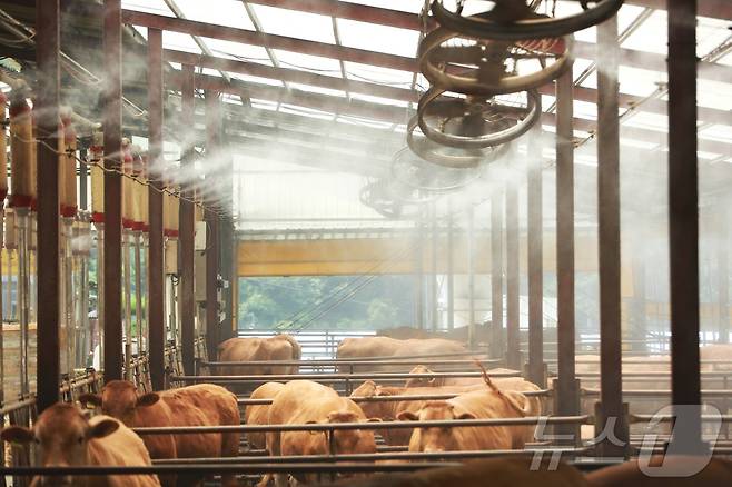 제천시 봉양읍 명암리 한우 축사 살수시설 가동  2025.7.8./뉴스1 ⓒ News1 손도언 기자