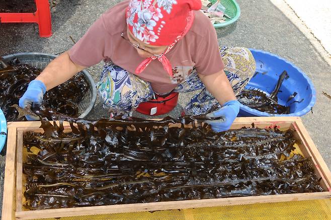 미역 가닥을 만들고 있는 사리마을.