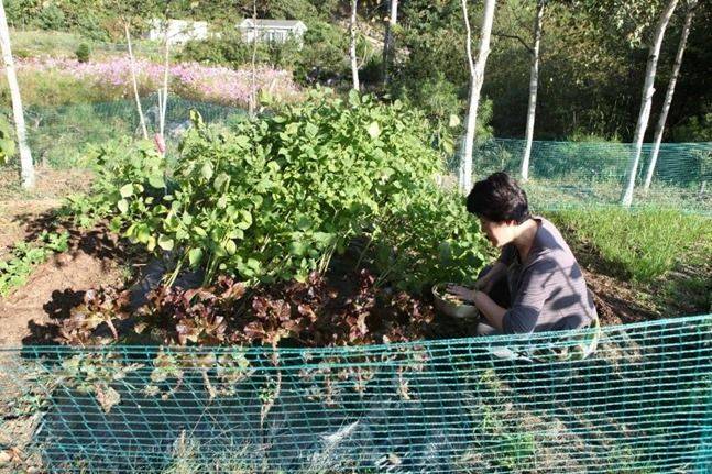 주말농장 텃밭에서 상추를 따는 아내 ⓒ