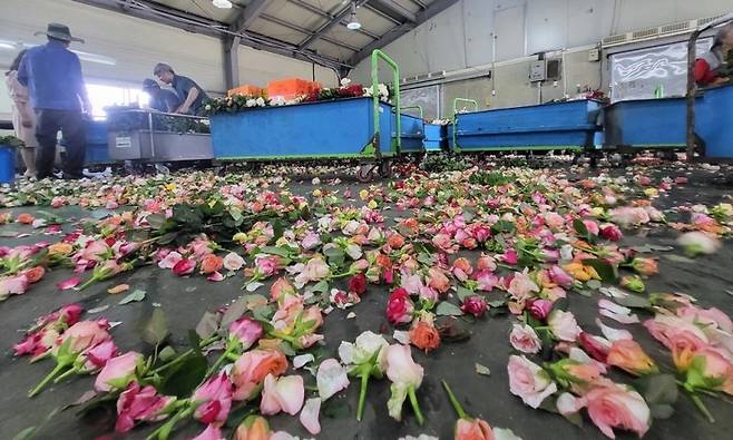 29일 오후 고양특례시 덕양구 한국화훼농협 장미산지유통센터에서 농민들이 직접 키운 장미를 폐기 처분하고 있다. 사진=김경수 기자