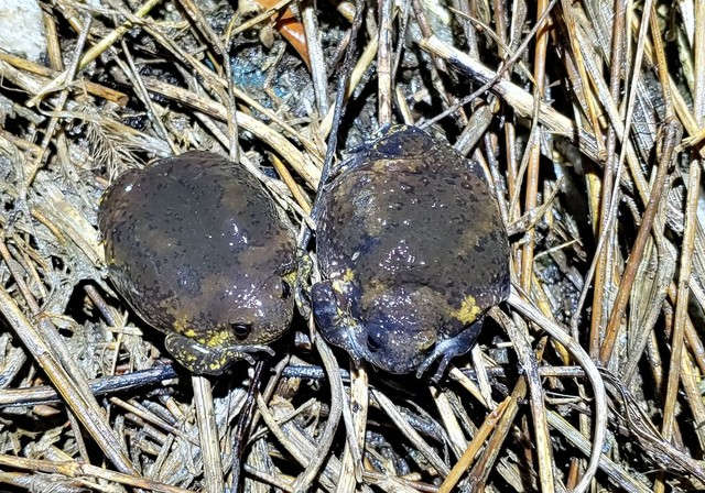 ▲ 신도시 예정지서 발견된 맹꽁이. 본 내용과 관련없는 자료사진입니다. 한국토지주택공사 제공