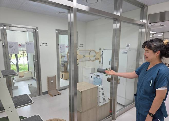 공수현 경기도 반려동물과 반려마루2팀 주무관이 화성 반려마루 고양이입양센터에서 유기묘가 생활하는 공간을 소개하고 있다.