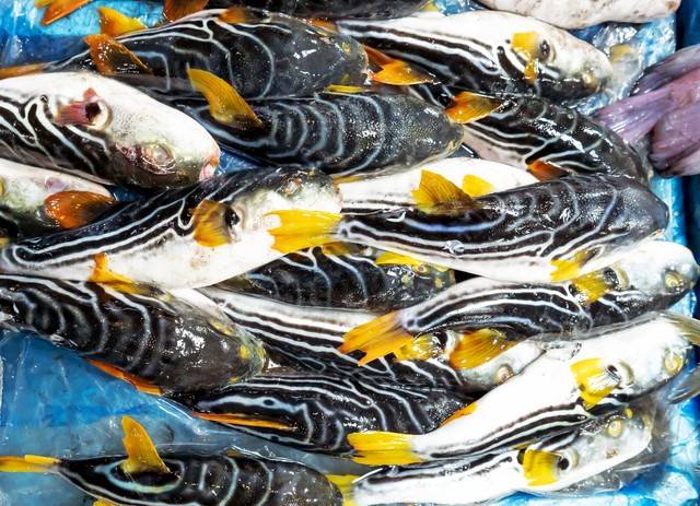 [진도=뉴시스] 복어. 해당 사진은 기사 내용과 관련이 없습니다. (사진=뉴시스 DB). photo@newsis.com *재판매 및 DB 금지