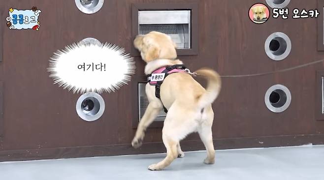 관세청 유튜브에 지난 11일 올라온 ‘킁킁로그’ 2편 마약 탐지 테스트에서 탐지견 오스카가 숨겨진 마약을 찾아내는 모습. 관세청 유튜브 캡처