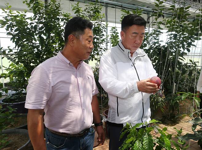 29일 이범석 청주시장은 서원구 분평동의 애플망고 재배 농가를 찾아 수확 현황을 점검하고 농업인들의 애로사항을 청취했다. ⓒ청주시