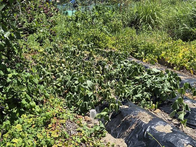 지난 29일 포항의 한 도로 옆 공공부지에 각종 농작물이 무단으로 경작되고 있다. /단정민기자