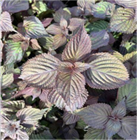 식물특허 출원한 잎들깨 품종 '숨들'(사진제공= 농진청)