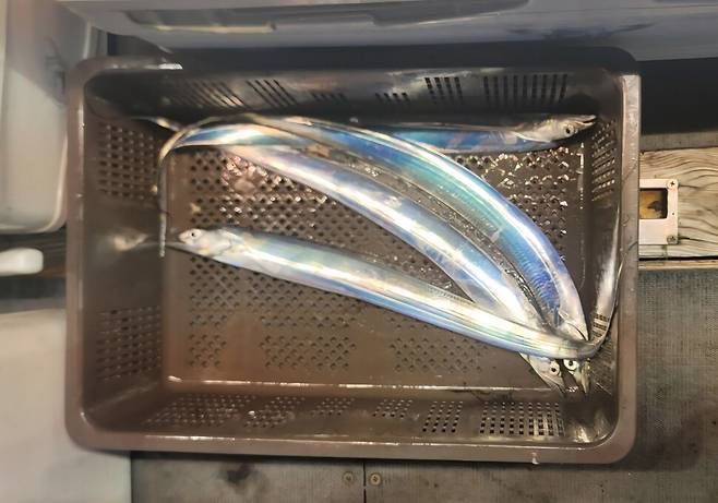 통영해경이 증거물로 압수한 갈치 4마리. 통영해경 제공