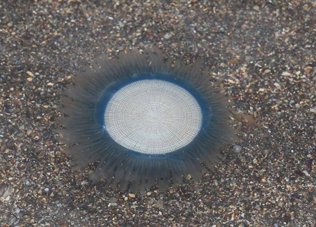 지난 21일 제주시 이호해수욕장에 나타난 푸른우산관해파리. 제주=연합뉴스