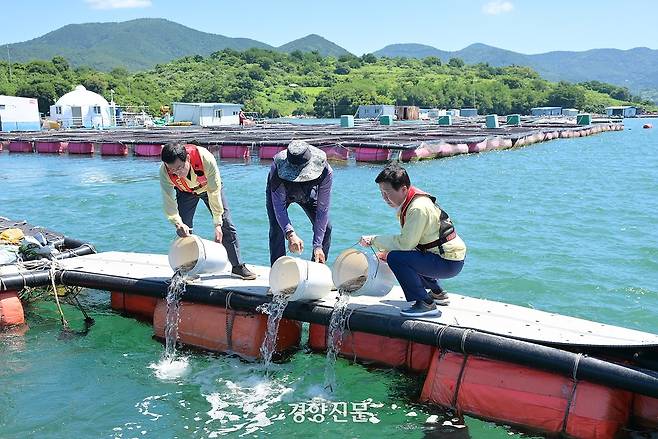 전남 여자만 해역에 고수온 경보가 발령된 가운데 지난 29일 여수시 돌산읍 송도해역의 한 해상가두리 양식장에서 양식중인 조피볼락을 긴급 방류하고 있다. 여수시 제공.