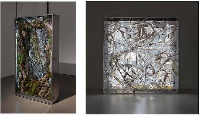 그림자가 드리우지 않는 깊은 곳, 2023, Single-channel video, stainless steel structure, polycarbonate, preserved moss, branches, artificial plants, 65" TV,  *재판매 및 DB 금지