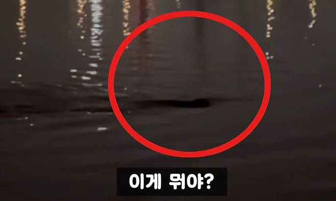 밤 시간 한강변을 유영하는 ‘괴생명체’ 모습. 유튜브 ‘정담 스토리’ 화면 캡처