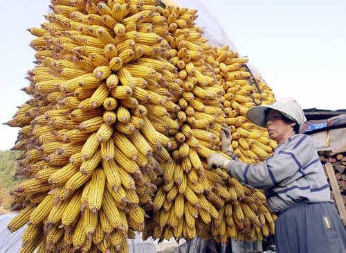 옥수수 말리는 농촌 마을 연합뉴스 자료사진