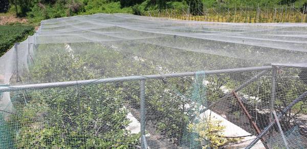청송읍 거대리의 한 블루베리 농장에 수확기 새떼들의 피해를 막기 위해 방조망을 설치해 두고 있다.