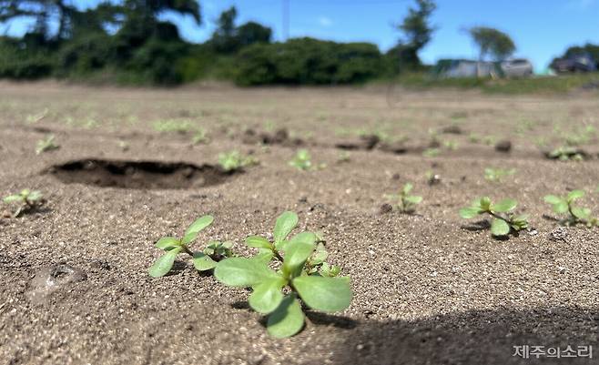 40년차 농사 경력을 가진 부석희씨는 사진 속 풀(쇠비름)이 극한 가뭄에 돋아난다고 했다. 일주일 전 파종을 마친 밭에 당근 새싹은 온데간데 없는 모습이다. ⓒ제주의소리