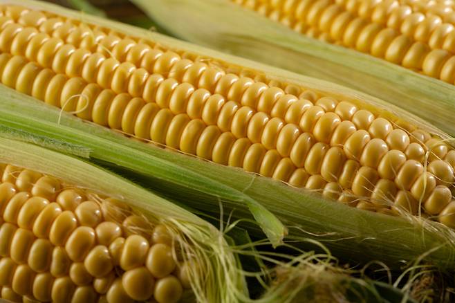 옥수수는 비타민 B1, B2, E와 칼륨, 철분이 풍부하며 식이섬유 함량도 높아 다이어트와 변비 예방에 좋다. [사진=게티이미지뱅크]