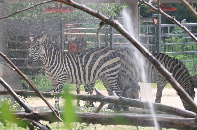 폭염이 계속되고 있는 2025년 7월 29일 과천 서울대공원 동물원에서 스프링쿨러가 얼룩말 우리의 더위를 식히고 있다. /장경식 기자