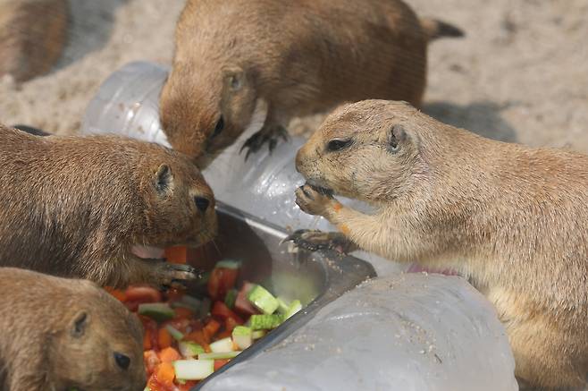 폭염이 계속되고 있는 2025년 7월 29일 과천 서울대공원 동물원에서 프레리독들이 얼음 생수로 더위를 식히고 있다. /장경식 기자