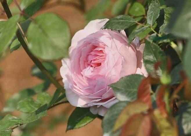 에버랜드 장미 '핑크 페이스트리' 사진ⓒ삼성물산