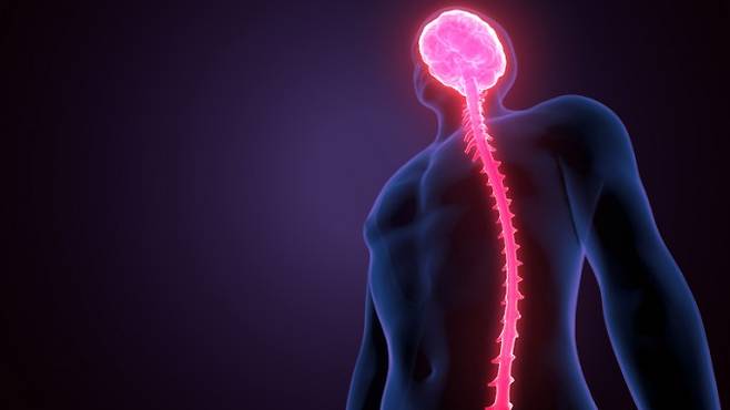 자가면역 뇌척수염과 같은 자가면역질환을 완화하는 데 T세포가 관여한다. 게티이미지뱅크 제공.